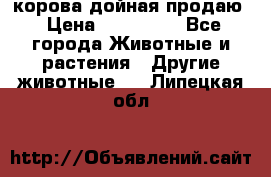 корова дойная продаю › Цена ­ 100 000 - Все города Животные и растения » Другие животные   . Липецкая обл.